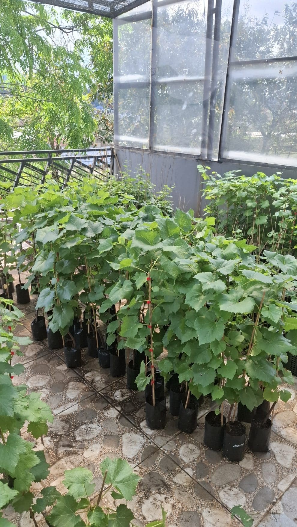 Bibit Anggur Jupiter di Almira Grape