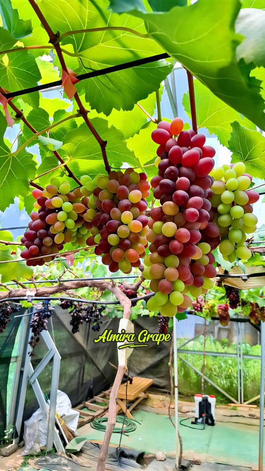buah anggur jupiter