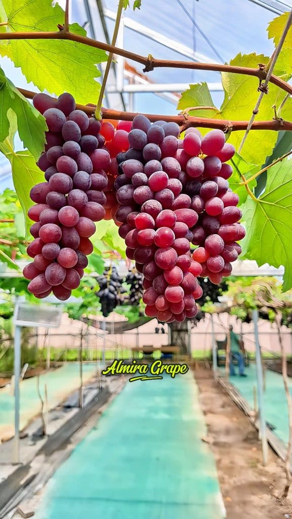 Buah Anggur Jupiter
